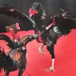 Fighting Cock