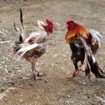 Losing Cockfighting – Decoding Failures and Learning From Them