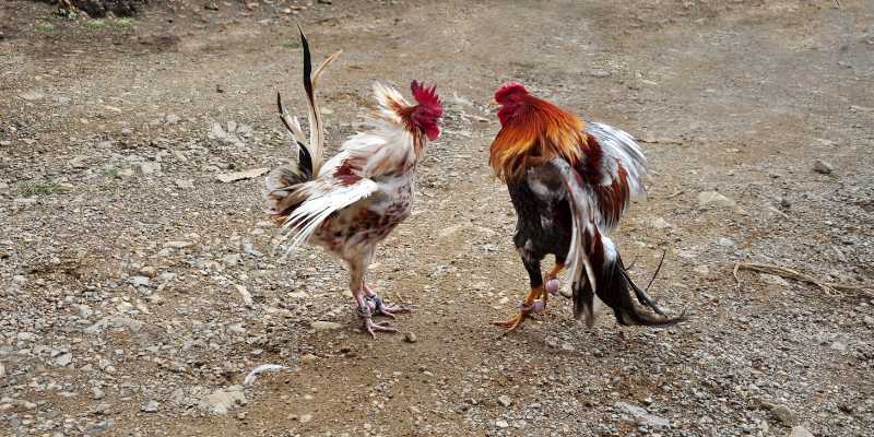 Losing Cockfighting – Decoding Failures and Learning From Them
