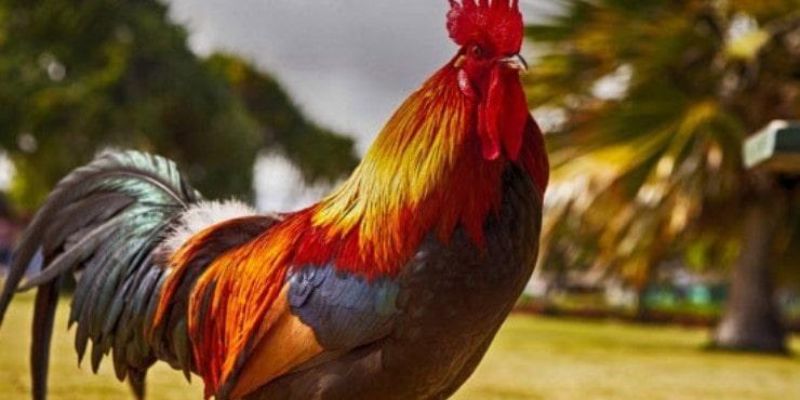 How to raise and select quality fighting chickens