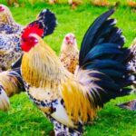 Professional fighting chicken and fighting ethics