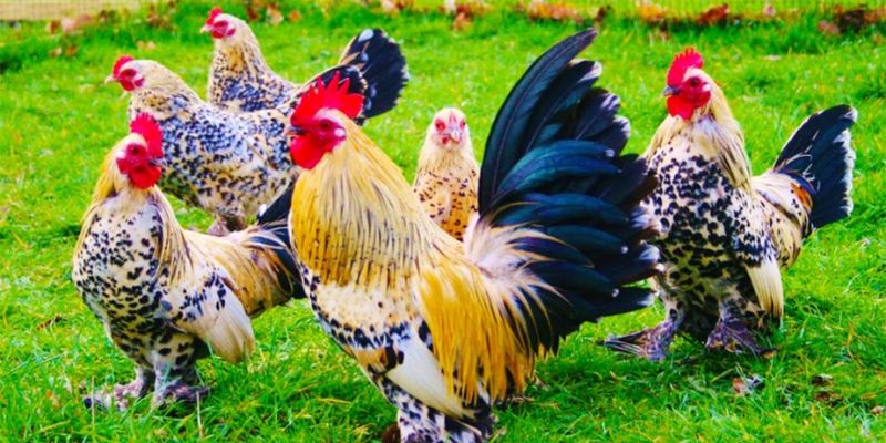 Professional fighting chicken and fighting ethics